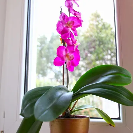 Daire Lidija Mit Terrasse Und Meerblick By Interhome *