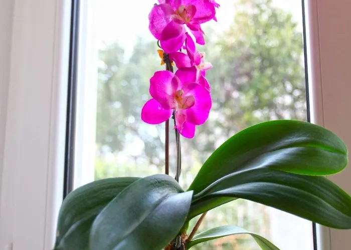 Appartement Lidija Mit Terrasse Und Meerblick By Interhome *