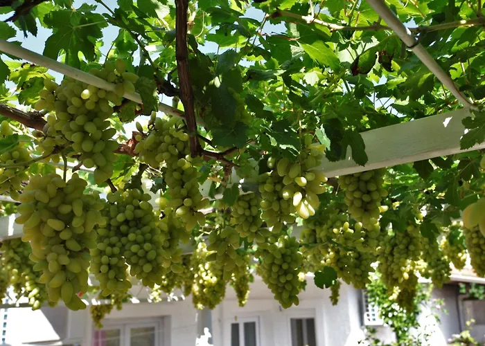 Appartement Lidija Mit Terrasse Und Meerblick By Interhome